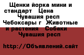 Щенки йорка мини и стандарт › Цена ­ 15 000 - Чувашия респ., Чебоксары г. Животные и растения » Собаки   . Чувашия респ.